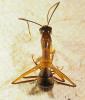 Camponotus sp.